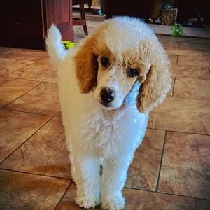 Meet your Posher, Leslie